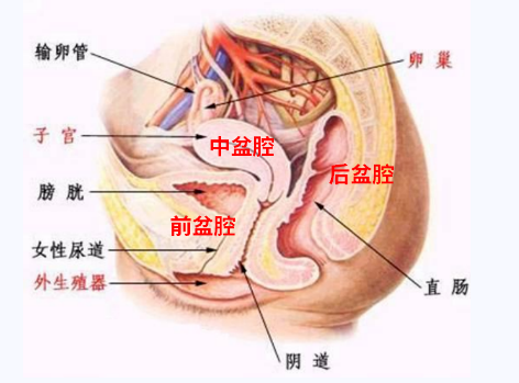 產(chǎn)后盆底康復(fù)，要不要做？