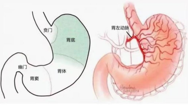 不開刀不吃藥不餓肚子，微創(chuàng)介入減肥靠譜嗎？